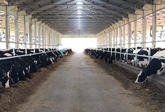 Granja 4 Irmãos melhora produtividade com  Programa Semex Progressive